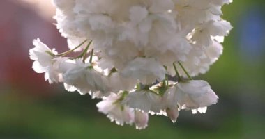 Narin, beyaz, çifte kiraz çiçekleri meltemde hafifçe sallanıyor, dingin ve doğal bir görüntü yaratıyor.