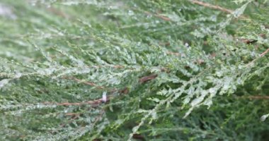 Çam ağacının canlı yeşil iğnelerine yapışmış donmuş yağmur damlalarını yakından görmek güzel bir kış manzarası yaratır.