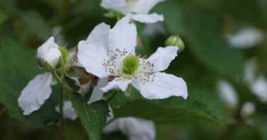 Baharda açan narin böğürtlen çiçeğinin kapağı. Karmaşık detaylarını ve canlı yeşil merkezini gözler önüne seriyor.