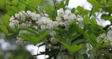 Beyaz kokulu çiçek demetleri siyah çekirge ağacının dallarını süsler ve doğal bir manzara yaratır.