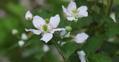 Baharda yavaşça açan böğürtlen çiçekleri narin güzelliklerini ve gelecekteki meyvelerini gözler önüne seriyor.
