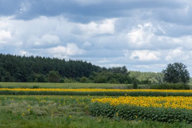 Manzarada canlı bir ayçiçeği tarlası sergileniyor yemyeşil bir ormana doğru uzanan, dramatik, bulutlu bir gökyüzünün altında.