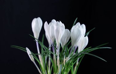 Sivri yeşil yapraklardan yükselen narin beyaz kır çiçeklerini kapayarak, simsiyah bir zemin oluşturarak, bahar mevsiminin yenilenmesini somutlaştırırlar.