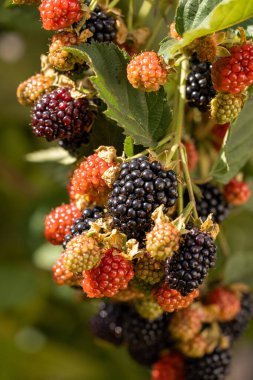 Close up of a cluster of ripe and unripe blackberries growing on a branch, showcasing the different stages of ripening