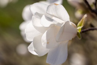 Bir ağaç dalında açan narin beyaz manolya çiçeğine yaklaş. Ilık bahar güneşiyle aydınlanan.