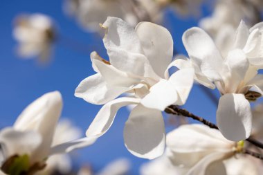 Narin beyaz manolya çiçeklerinin kapalı bir dalda açan canlı mavi gökyüzüne karşı, baharın özünü yakalıyor.