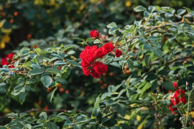 Yeşil bir çalılıkta açan canlı kırmızı gülleri kapat, yaz bahçesine biraz renk kat.