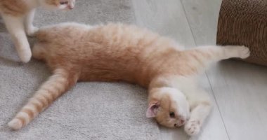 Kızıl kedi yuvarlanıyor ve halının üzerinde rahatça uzanıyor, rahat ev ortamında neşeli ve rahat kedi davranışları sergiliyor.