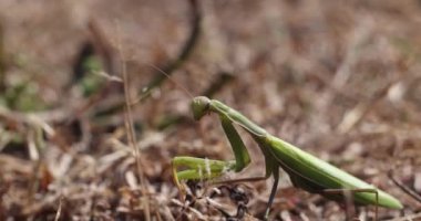 Avrupa peygamber devesi kuru zeminde dolaşır, dağınık yapraklar ve küçük dallarla harmanlanır, doğal kamuflaj ve vahşi ekosistemde yavaş hareket gösterir.