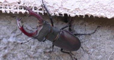 Geyik böceği desenli beton duvarda geziniyor, karmaşık dış iskelet detaylarını gösteriyor ve doğal hareket tarafsız arka plana karşı.