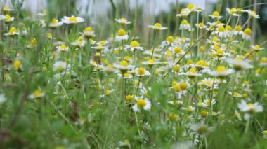 Narin beyaz papatya çiçekleri, güneşli çayırlarda usulca sallanarak, yaz melteminde dans eden yumuşak yapraklarla huzurlu doğal manzarayı ortaya çıkarır.