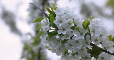 Beyaz kiraz çiçeklerinin yaklaşması bir dala hafifçe sallanarak, huzurlu ve güzel bir doğal manzara yaratır.