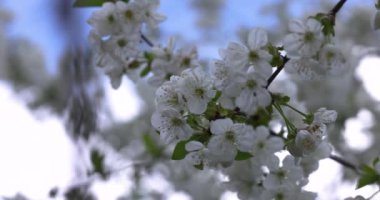 Narin beyaz kiraz çiçekleri açık mavi gökyüzüne karşı bir ağaç dalını süslüyor ve baharın gelişinin özünü yakalıyor.