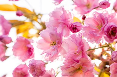 İlkbaharda ağaçta açan güzel pembe kiraz çiçekleri canlı ve renkli bir görüntü oluşturur.