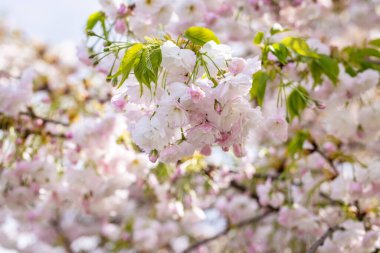 Güneşli bir bahar gününde bir daldan sarkan güzel pembe ve beyaz kiraz çiçekleri rüya gibi ve romantik bir atmosfer yaratır.