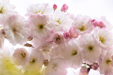 Güzel pembe ve beyaz kiraz çiçekleri narin taç yaprakları ve canlı renklerle çarpıcı bir doğal zemin oluşturur.