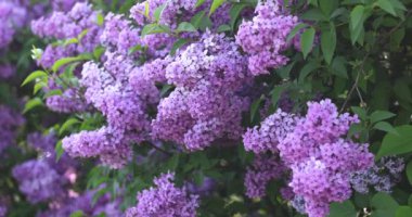 Canlı mor leylak çiçeklerinin yakın görüntüsü esintide hafifçe sallanıyor, ilkbaharın güzelliğini gösteriyor.