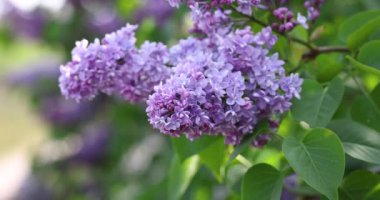 Narin mor leylak çiçekleri titreyen yeşil yapraklara hafifçe el sallıyor, yumuşak, barışçıl bir hareketle ılık güneş ışığında güneşleniyor.