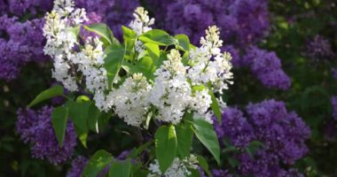 Narin beyaz leylak çiçeklerini canlı mor leylakların arkaplanına yakın tutarak büyüleyici bir bahar manzarası yaratıyor.