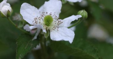 Karmaşık böğürtlen çiçek yapısını kapatıyoruz. Narin beyaz yapraklar, yeşil tonlar ve yumuşak doğal arka plana karşı ince botanik detaylar sergiliyoruz.