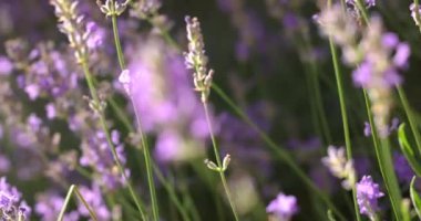 Lavanta çiçekleri güneş ışığında hafifçe sallanırlar. Narin mor yapraklar sergilerler. Hafif bir esintiyle yeşil arazide hareket ederler.
