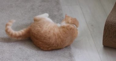 Kızıl kedi yumuşak halıda dinleniyor, neşeli hareketlerle yuvarlanıyor ve evin iç kısımlarına doğru rahatça uzanıyor.