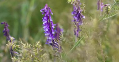 Mor tomurcuk çiçekleri yaz mevsiminde yumuşak yeşil çayır arka planına karşı narin yapraklar ve canlı renkler sergiliyor.