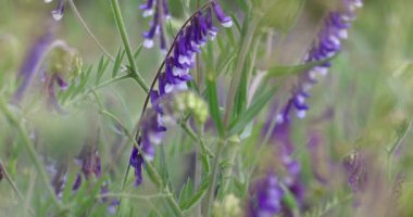 Narin mor tomurcuklu çalı çiçekleri yeşil çayırlar arasında usulca sallanıyor, dingin ilkbahar güzelliklerini yakalıyor.