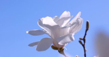 El değmemiş beyaz manolya çiçeği, canlı mavi bahar gökyüzüne karşı narin taç yapraklarını açarak doğal güzelliği ve yenilenmeyi sembolize eder.