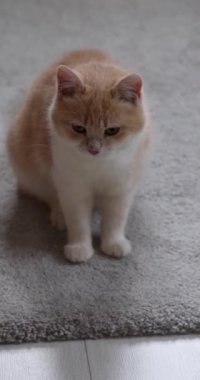 Tüylü kırmızı ve beyaz kedi tasmasını takmış gri halıya oturmuş, evde dinlenirken kaşınıyor.