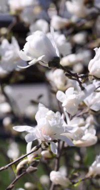 El değmemiş beyaz manolya çiçeği narin arka planda narin yaprakları yavaş yavaş açıyor, bahar çiçekleri açarken karmaşık botanik güzellikleri ortaya çıkarıyor.