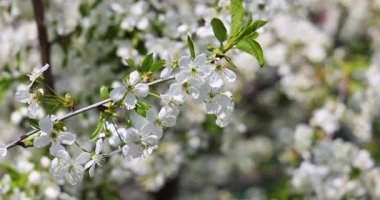 Dalları dolduran narin beyaz kiraz çiçekleri bahar yenilenmesini ve güneş ışığında hafifçe sallanan doğal güzelliği sembolize eder.