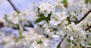 Narin beyaz kiraz çiçeklerinin, baharın güzelliğini kutlamak için, bulanık doğal bir arka plana doğru nazikçe sallanışını yakından izleyin.