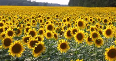 Titrek ayçiçeği tarlası ılık yaz güneşi altında hafifçe sallanıyor, altın kırsal alanda manzaraya yayılıyor.
