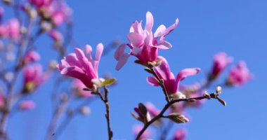 Hassas pembe manolya çiçekleri ağaçların dallarında açılır, açık mavi gökyüzüne karşı canlı yapraklar ortaya çıkar ilkbahar büyümesi sırasında.