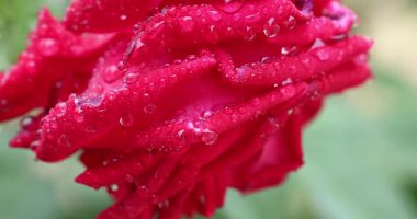 Islak kırmızı gül yağmur damlalarıyla parıldayan narin yapraklar sergiliyor, doğal güzellikleri ve canlı renkleri yakalıyor.