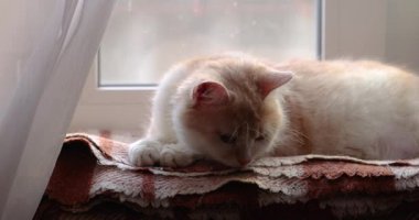 Krem renkli kedi, pencerenin yanında huzur içinde uzanıyor, yumuşak battaniyeye kurulmuş, sıcak ışıkta güneşleniyor ve huzurlu ev atmosferinde.