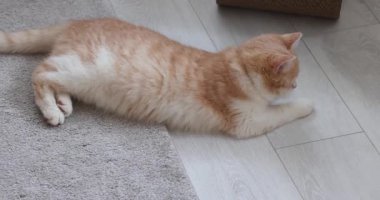 Zencefil ve beyaz kedi yerdeki bir şeyle şakalaşarak rahatlatıcı bir anın tadını çıkarıyorlar.