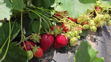 Verdant çiftliğinde büyüyen ve olgunlaşan canlı kırmızı çilekler, parlak yaz güneşi altında verimli tarım manzaraları sergiliyor.