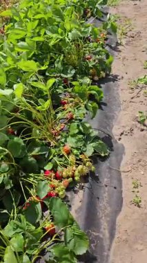 Olgun ve yeşil meyveli çilek bitkileri siyah plastik saman üzerinde büyüyor, güneşli tarla koşullarında tarımsal tarım teknikleri sergiliyor