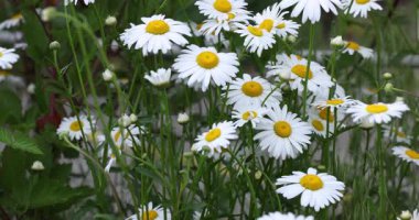 Beyaz papatyalar, yaz çayırlarında dans eden narin taç yapraklarıyla nazikçe sallanırlar, kır çiçeklerinin doğal güzelliklerini sergilerler.