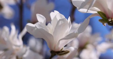 El değmemiş beyaz manolya çiçekleri parlak mavi gökyüzüne hafifçe açılır ve canlı bahar büyümesi sırasında hassas taç yaprakları ortaya çıkar.
