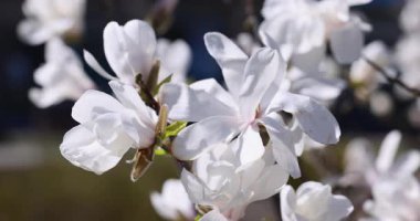 İlkbaharda bir ağaç dalında açan güzel beyaz manolya çiçekleri huzurlu ve huzurlu bir atmosfer yaratıyor.