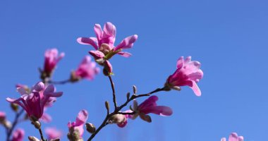 Zarif pembe manolya çiçekleri zarif bir şekilde el değmemiş mavi gökyüzüne açılıyor, canlı bahar yenilenmesini ve çiçeklerin doğal güzelliğini gözler önüne seriyor.