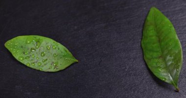 Su damlacıklarıyla ışıldayan sulu lychees 'ler, parlak yeşil yapraklar ve koyu kayrak yüzeyine karşı canlı kırmızı meyveler, doğal tazeliği vurguluyor.