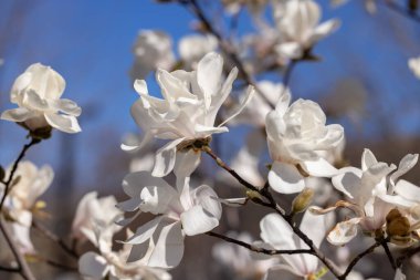 Narin beyaz manolya çiçeklerinin kapanışı canlı mavi gökyüzüne karşı açan bir ağaç dalında bahar doğasının güzelliğini yakalıyor.