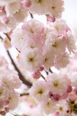 Güzel pembe kiraz çiçekleri bir ağaç dalından sarkan yumuşak bulanık arka planda çarpıcı bir renk örtüsü oluşturur.