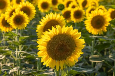 Parlak sarı ayçiçeği başı güneşli bir yaz gününde bir ayçiçeği tarlasının ortasında büyüyor.