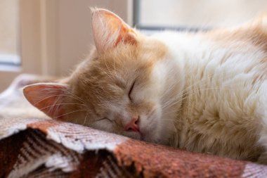 Zencefil ve beyaz kedi, evcil hayatın sükunetini gösteren yumuşak ve rahat bir battaniyede huzurlu bir şekerlemenin tadını çıkarıyorlar.