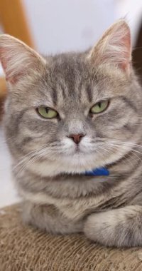 Modaya uygun gri tekir kedi mavi papyon takıyor, ince yüz ifadeleri sergiliyor ve beyaz arka planda, stüdyo ortamında rahatça yatıyor.